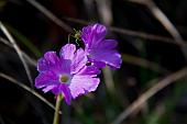 07_primula glaucescens